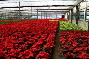 Bico-de-papagaio é planta gigante que vira anã para ser usada no Natal - 05/12/2013 - UOL Economia Bico-de-papagaio é planta gigante que vira anã para ser usada no Natal - 05/12/2013 - UOL Economia
