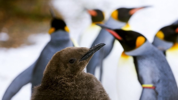 4.dez.2013 - Um jovem rei pinguim é fotografado na sua jaula no zoológico de Zurique, Suíça. Todos os dias no inverno, quando a temperatura está abaixo dos 10°C, o zoológico faz um "desfile de pinguins', quando o animal caminha fora da jaula e os visitantes podem caminhar ao lado deles