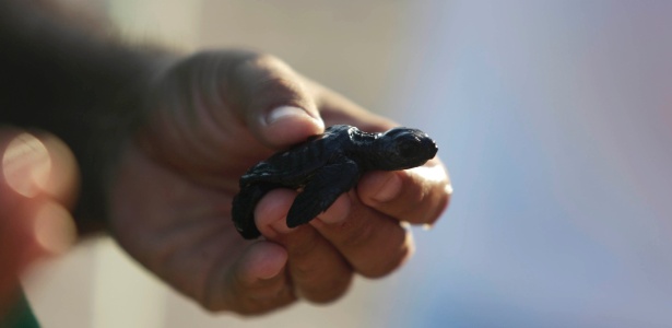 Funcionário do Tamar liberta filhote de tartaruga marinha em Mata de São João (BA) - Ricardo Moraes/Reuters