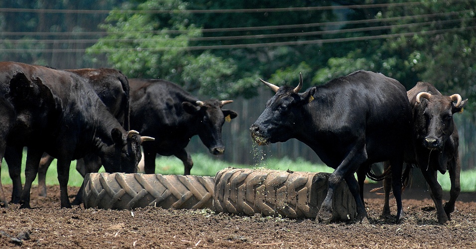 Boi Da Ra a Wagyu Tem Uma Das Carnes Mais Caras Do Mundo Fotos UOL 