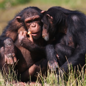 Pesquisadores disseram ter traduzido o significado de gestos que chimpanzés selvagens usam para se comunicar - Thinkstock