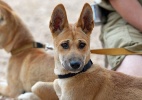Que expressão latina alerta sobre cão bravo? Teste seus conhecimentos de latim - AFP/Greg Wood
