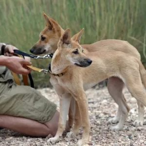 Dingo: você conhece o cão selvagem da Austrália?