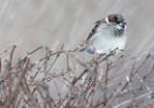 Norte-americano bate recorde de observação de pássaros após viajar milhares de quilômetros - Mathieu Belanger/Reuters