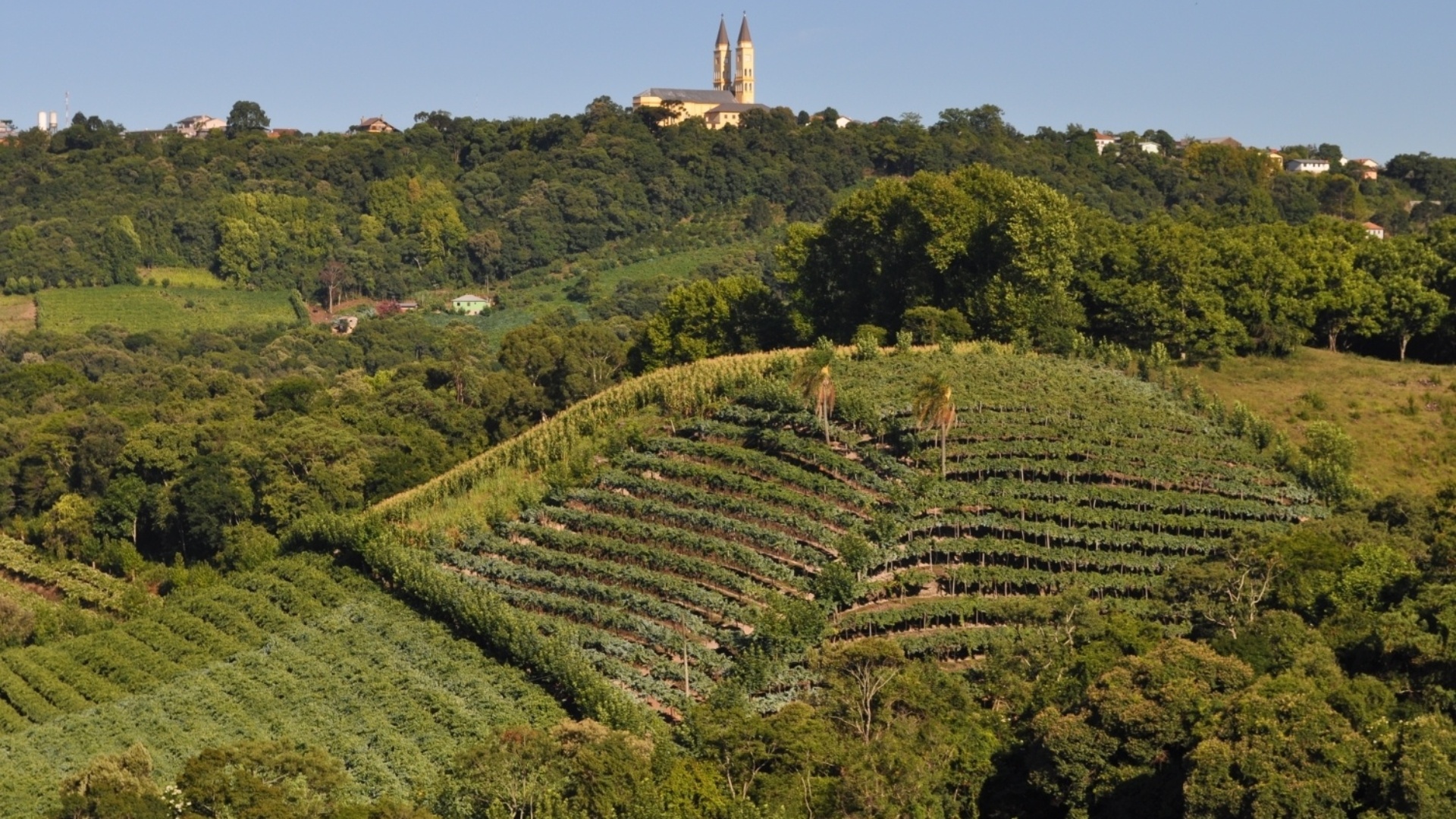 Fotos Vinhos de Monte Belo, no RS, ganham selo de origem