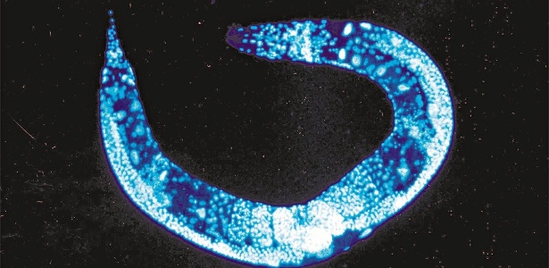 O verme C. elegans teve o seu genoma decifrado em 1999 - AFP