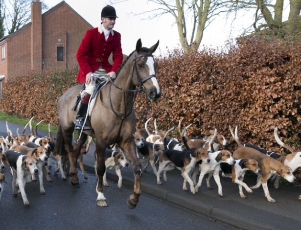 Cachorros se preparam para participar da tradicional caça à raposa,  no Reino Unido - Dave Warren/London News Pictures/Zumapress/Xinhua 