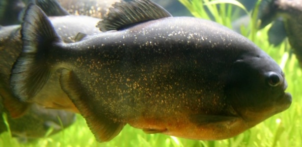 Piranha-vermelha é comum no rio Paraná e pode ser mais agressiva durante ondas de calor - BBC