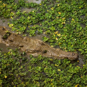 Um crocodilo Orinoco no rancho Masaguaral, em Mantecal, na Venezuela. Ambientalistas têm trabalhado para salvar o animal da extinção por anos, muitas vezes de forma contraditória com um governo que frequentemente os vê com desconfiança - Meridith Kohut / The New York Times