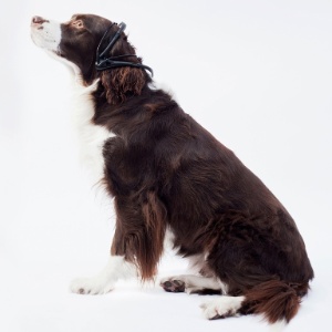 Pequeno aparelho é acoplado à cabeça do cachorro e os sensores analisam padrões cerebrais dos cães - Divulgação/No More Woof