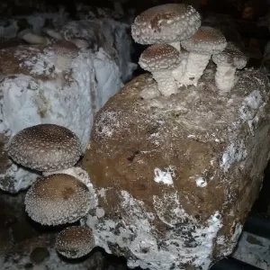 Conheça a produção de Cogumelo Shitake em Mateus Leme (MG)