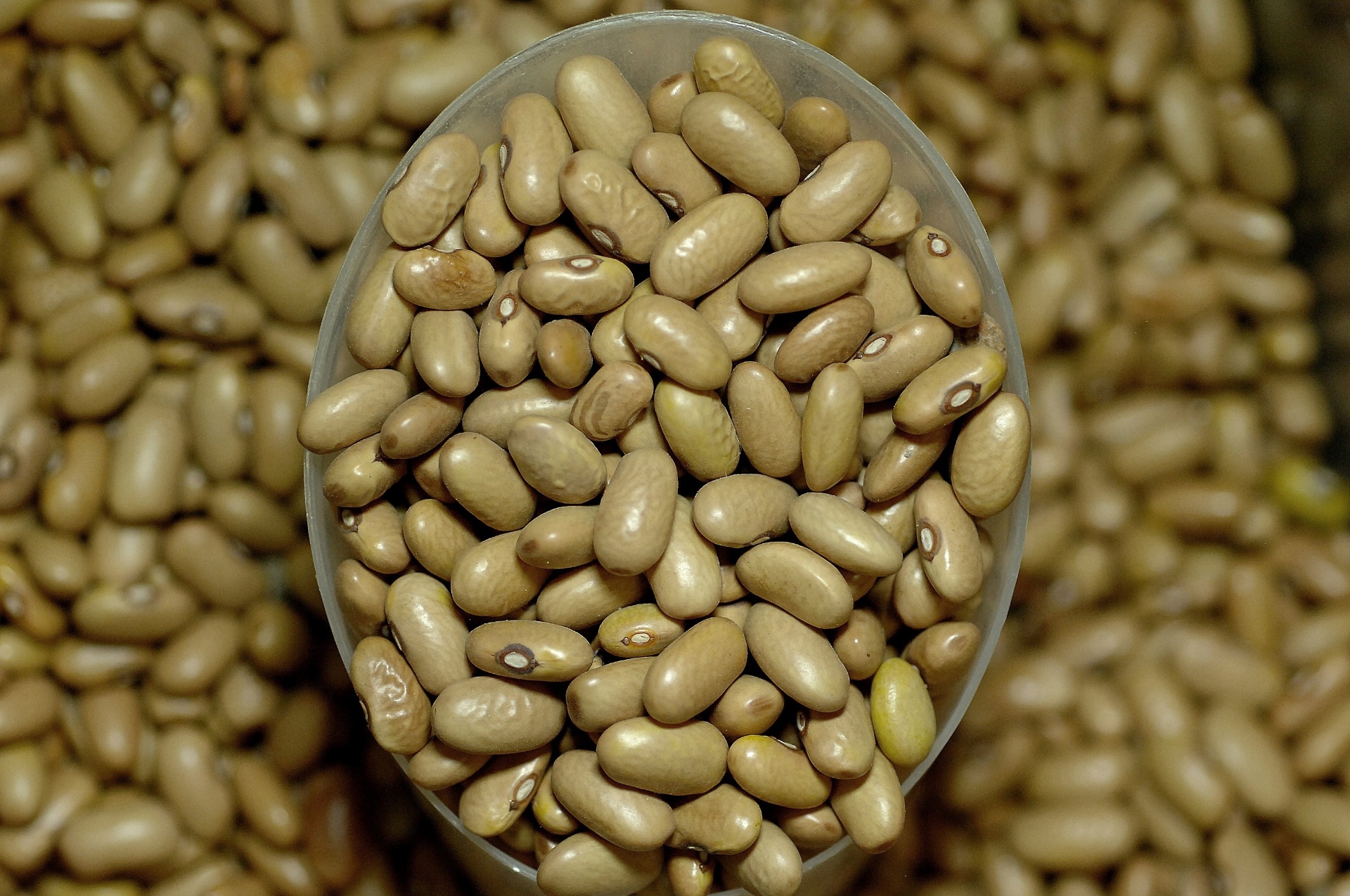 O feijão-jalo tem os grãos alongados, levemente adocicado, massa consistente e caldo grosso. Pode ser utilizado para engrossar feijoadas, tutu e feijão tropeiro. É pouco consumido no Brasil, mas apreciado para a exportação para os países árabes - Reinaldo Canato/UOL