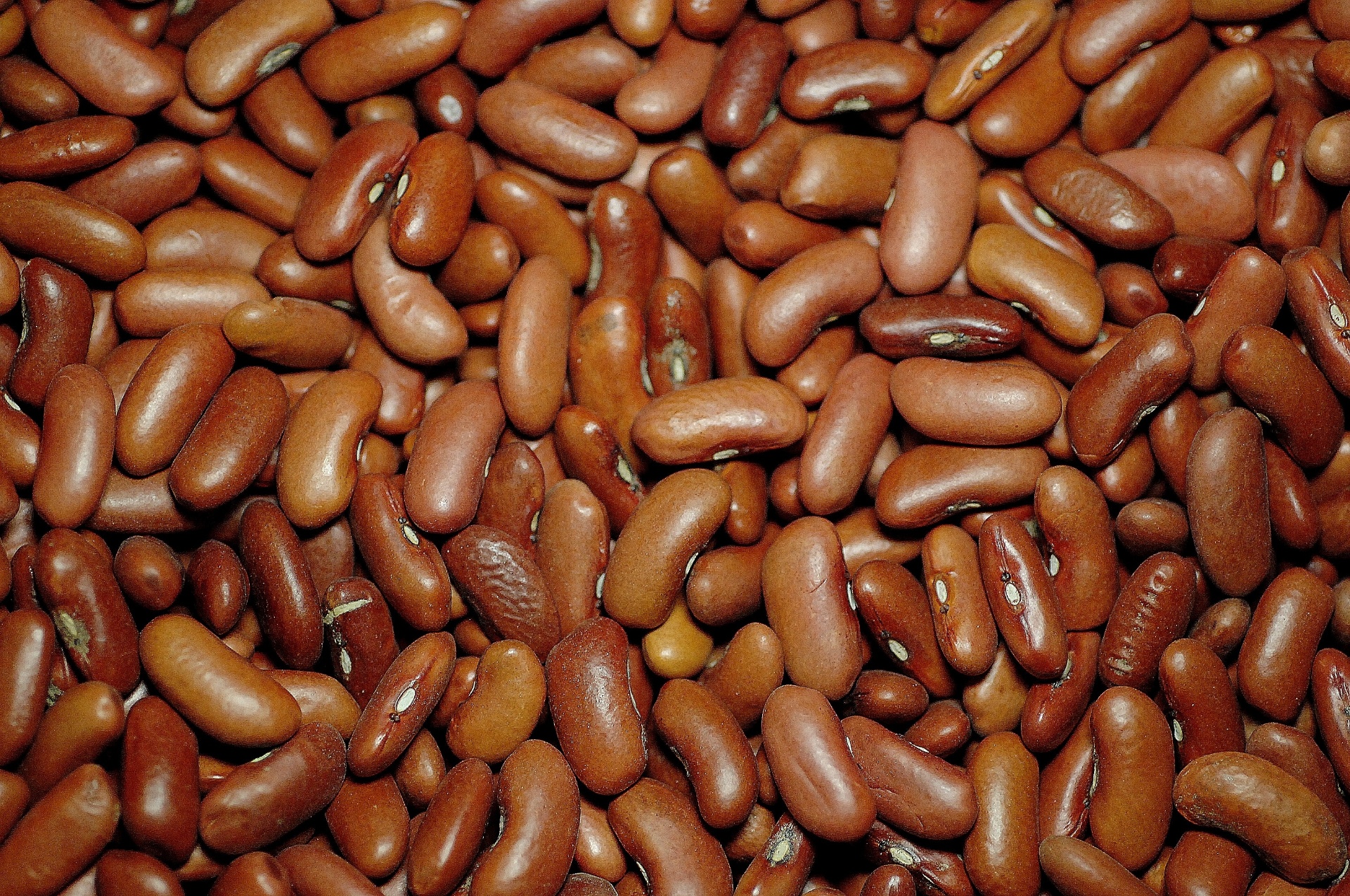 Com coloração avermelhada, o jalo-roxo é uma variação do jalo. Com grãos grandes, é utilizado em sopas e saladas nas cozinhas paulista, mineira e goiana - Reinaldo Canato/UOL