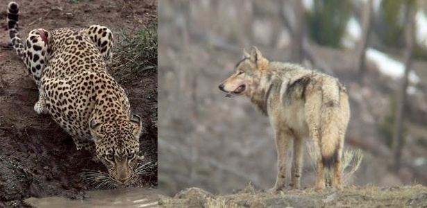 À esquerda, um leopardo, importante predador, que está em sério declínio. À direita, lobos são um dos importantes grupos de predadores que estão desaparecendo e causando danos ecológicos - Kirstin Abley/Doug McLaughlin/Oregon State University