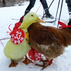 Tartaruga vence coelho em corrida de esqui na China