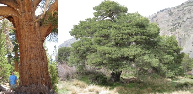 As maiores árvores do mundo - como este pinheiro escocês (Pinus sylvestris), à direita, em Sierra de Baza na Espanha - são também as que crescem mais rápido, de acordo com nova análise com mais de 403 espécies de árvores. À esquerda, outro pinheiro, o "Pinus monticola", na Serra Nevada, na Califórnia - Rob Hayden/Asier Herrero