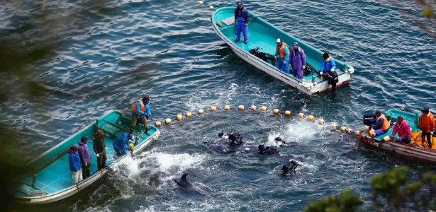 Pescadores japoneses caçam golfinhos em Taiji, no Japão - Adrian Mylne/Reuters
