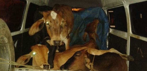 Homens são detidos transportando vacas dentro de uma Kombi no interior de Minas Gerais - Polícia Rodoviária Federal/divulgação