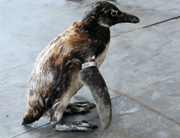 Pinguim-de-magalhães encontrado nesta terça-feira (21) na Praia Grande, litoral de São Paulo - Edmilson Lelo/Prefeitura de Praia Grande