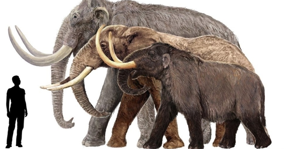 22.jan.2014 - Este desenho mostra um mamute-columbiano, um elefante africano e um mastodonte americano (de trás para frente), ao lado de um humano de 1,80 m de altura. Mas nem todos os mamutes eram tão grandes: o mamute-pigmeu era do tamanho de um grande cavalo
