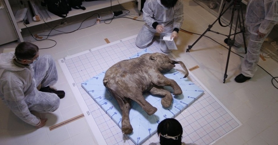 22.jan.2014 - Lyuba, filhote de mamute de 40 mil anos, é um dos espécimes mais bem preservados que existem. Ela foi descoberta por um pastor de renas da Sibéria e seus dois filhos, em 2007. Uma equipe internacional de cientistas estudou Lyuba após a descoberta, com uma autópsia e amostras de DNA