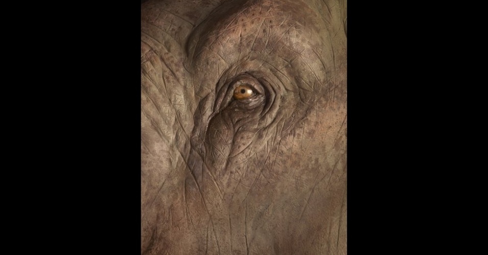 22.jan.2014 - Os mamutes da era do gelo são tema de uma exposição que começa nesta sexta-feira, no Museu da Escócia, em Edimburgo. O projeto foi iniciado pelo Field Museum, de Chicago (EUA), e é a primeira vez que essa significativa coleção de objetos da era do gelo será apresentada em conjunto na Europa