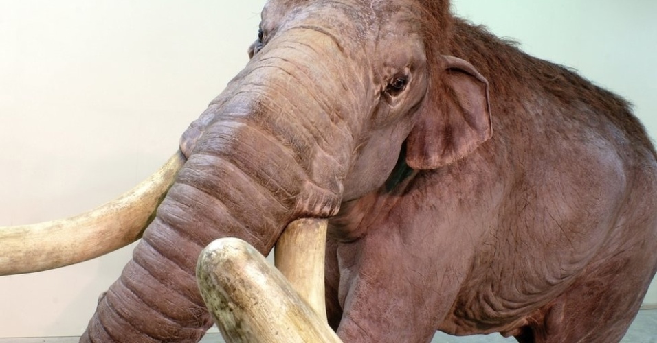22.jan.2014 - Visitantes da exposição poderão ver e tocar os maiores e menores mamutes que já existiram - inclusive o enorme mamute-columbiano, de cerca de 4 m de altura, representado por uma réplica em tamanho real