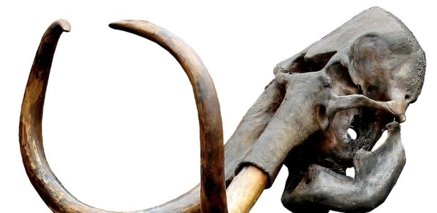 How science can recreate a species of mammoth that became extinct 4,000 years ago