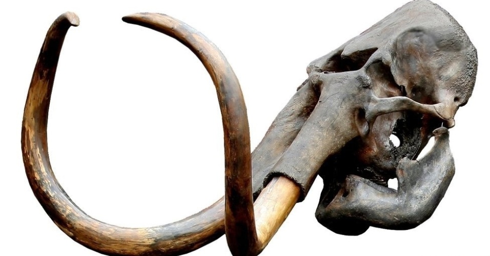 Este grande crânio é de um mamute-lanoso. A exposição inclui fósseis de crânios, réplicas dos animais, dentes, presas e mandíbulas fossilizadas