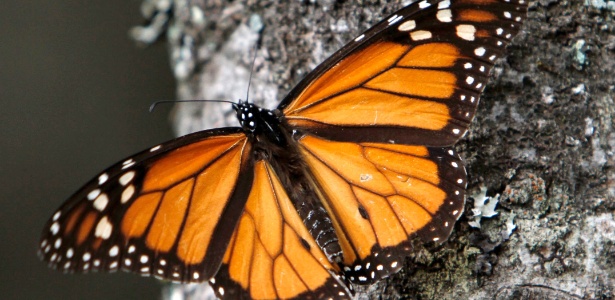 Borboleta monarca é fotografada em árvore no Santuário de Sierra Chincua, nas montanhas mexicanas de Michoacan. O número de borboletas dessa espécie que migra para passar o inverno no México caiu para seu menor nível desde 1993, segundo relatório divulgado nesta quarta-feira (29) pelo Fundo Mundial para a Natureza (World Wildlife Fund) - Marco Ugarte/AFP