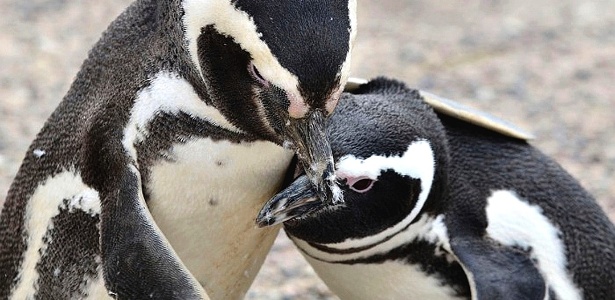 Estudo indica que o calor incomum e as chuvas torrenciais mataram vários filhotes de pinguim de magalhães na América do Sul - AFP
