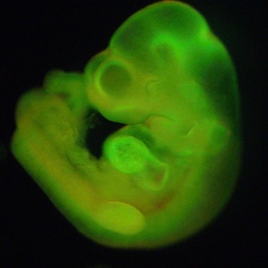 Na publicação do estudo, a cientista afirmava que feto de rato foi gerado a partir de estimulação de célula madura de roedor - Haruko Obokata