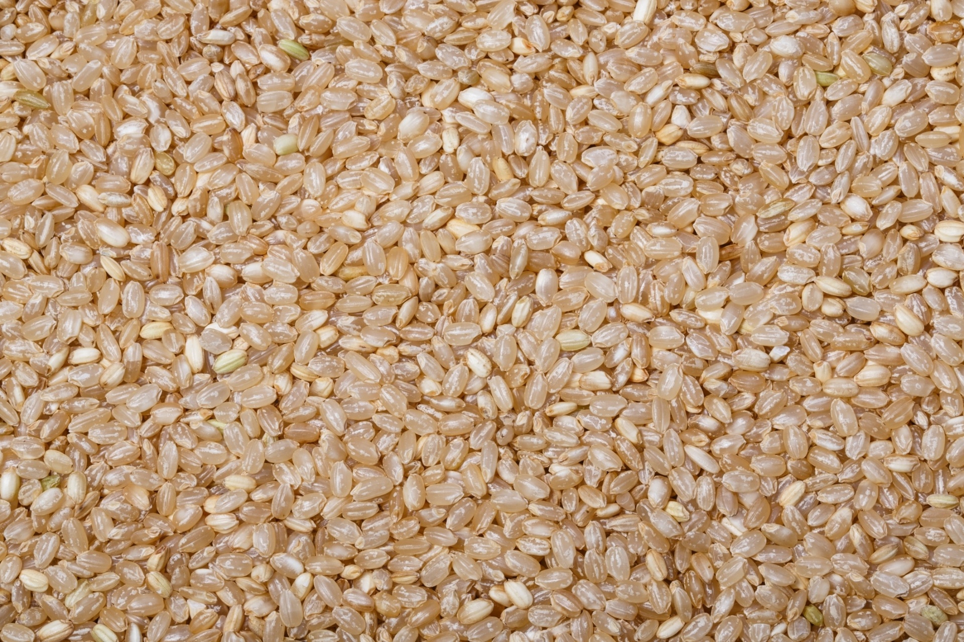 Fotos Agulhinha, cateto, basmati, jasmim conheça os tipos de arroz do