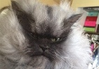 Dona anuncia morte de Colonel Meow, gato que virou celebridade na internet - Reprodução/Facebook