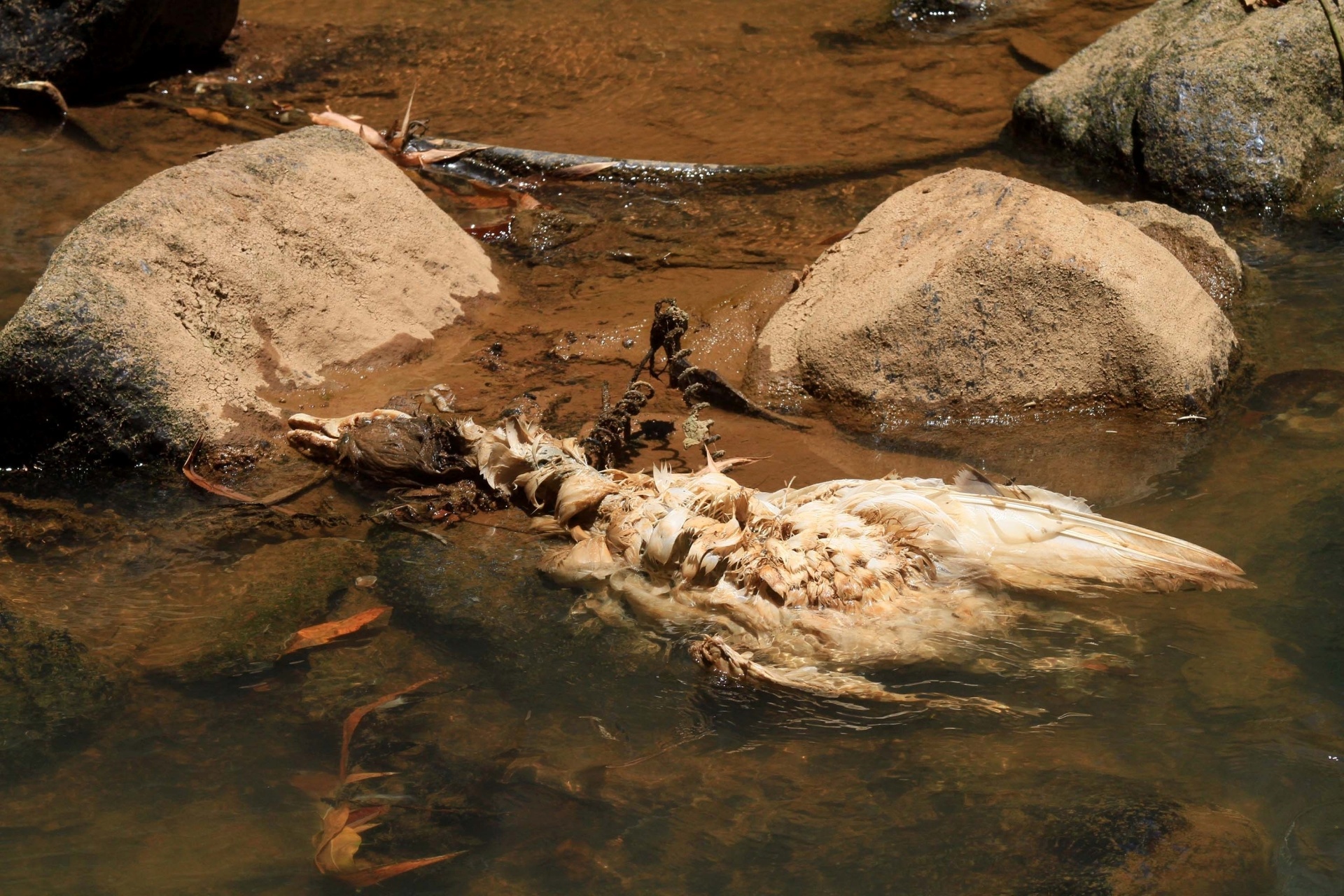 4.fev.2014 - Pato morto é encontrado nas margens visto do rio Atibaia, na região de Campinas, interior de São Paulo - Denny Cesare/Futurapress/Estadão Conteúdo