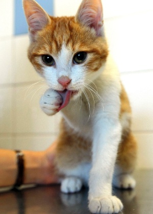 Gato teve uma pata quebrada ao ser agredido em janeiro; ele foi encontrado no domingo (2)  - Claude Paris/AFP