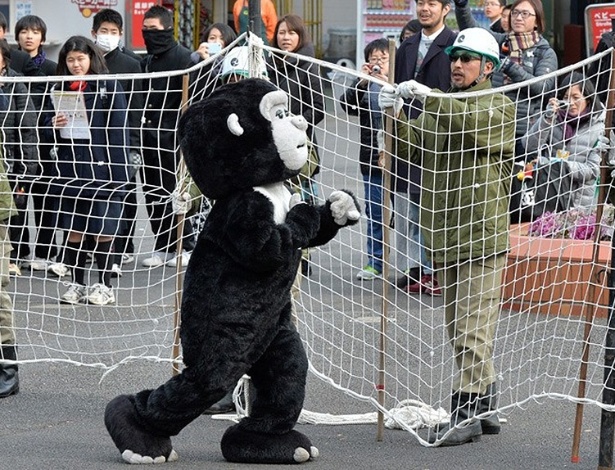 Funcionário vestido de gorila participa da simulação de fuga de um animal de verdade no zoológico Ueno, em Tóquio. Mais de 150 funcionários, policiais e bombeiros participaram do exercício - Kazuhiro Nogi/AFP