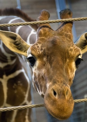 9.fev.2014 - Foto mostra Marius, uma jovem girafa macho, perfeitamente saudável, que foi morta a tiros e autopsiada na presença de visitantes do zoológico em Copenhagen, na Alemanha - Kasper Palsnov/AFP / Scanpix Denmark