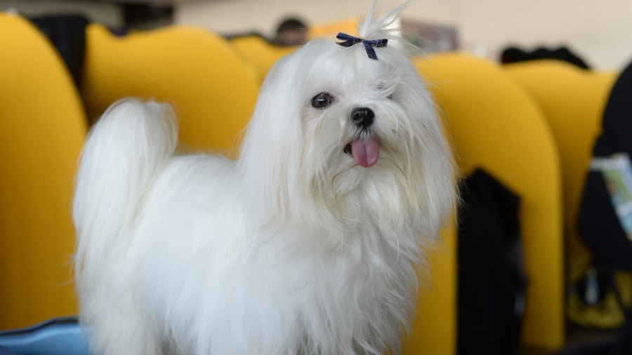 Doce, calmo e de porte pequeno, o Maltês é ideal para quem quer um cão carinhoso e que gosta de estar no colo Doce, calmo e de porte pequeno, o Maltês é ideal para quem quer um cão carinhoso e que gosta de estar no colo