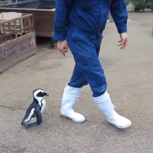 A pinguim Sakura, 10, segue seu cuidador no centro de conservação de aves Matsue Vogel Park, no Japão - Reprodução/UOL