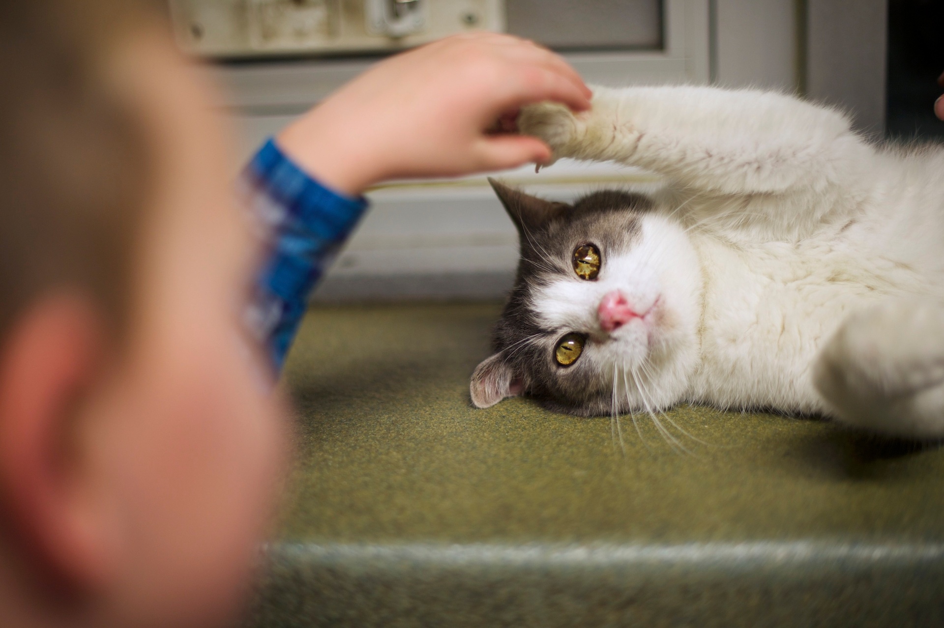 Como parte do programa "The Book Buddies" (amigos dos livros, em tradução livre), crianças da Pensilvânia (EUA) leem para gatos que estão esperando por adoção na ONG Animal Rescue League. A ação é usada para melhorar as habilidades de leitura dos alunos e fazer com que eles ganhem confiança. Os animais propiciam suporte e conforto para os jovens leitores, além de não julgarem possíveis erros. Segundo pesquisadores da Universidade Tufts, os estudantes mostraram foco e melhoria na escola - Mark Makela/Reuters