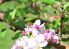 Desaparecimento de abelhas: Fenômeno ameaça segurança alimentar - Nilson Teixeira/Epagri/Divulgação
