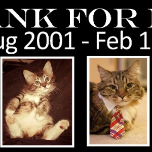Página oficial no Facebook, com quase 70 mil "eleitores", homenageia gato Hank, que disputou vaga no Senado americano em 2012. Hank morreu na última quinta-feira (13), aos 12 anos, de câncer - Reprodução/Facebook