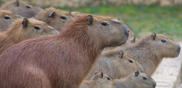 Qual é o coletivo de capivara? A resposta é menos exótica do que você pensa