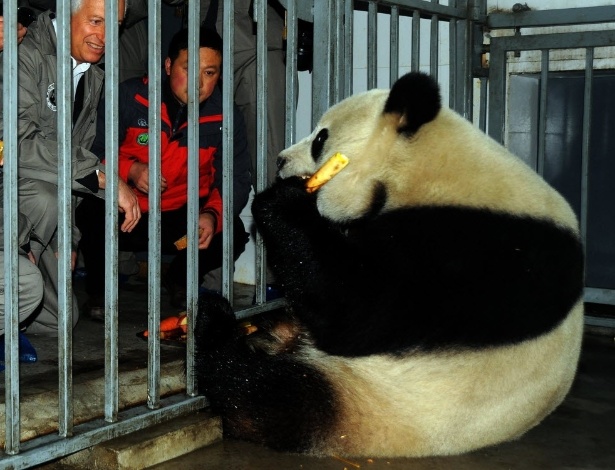 Funcionário belga encontra panda gigante Xing Hui antes de ele e outro panda, Hao Hao, serem entregues ao centro de pesquisa e conservação de pandas gigantes, em Dujiangyan, na província Sichuan - AFP