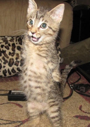 23.fev.2014 - O gatinho Mercury faz tudo usando as duas patas traseiras - Reprodução/Facebook/Raising Mercury