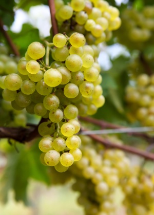 Uva Branca Do Rs Pode Ser Exclusividade Do Brasil Conheca Outros Tipos Fotos Uol Economia