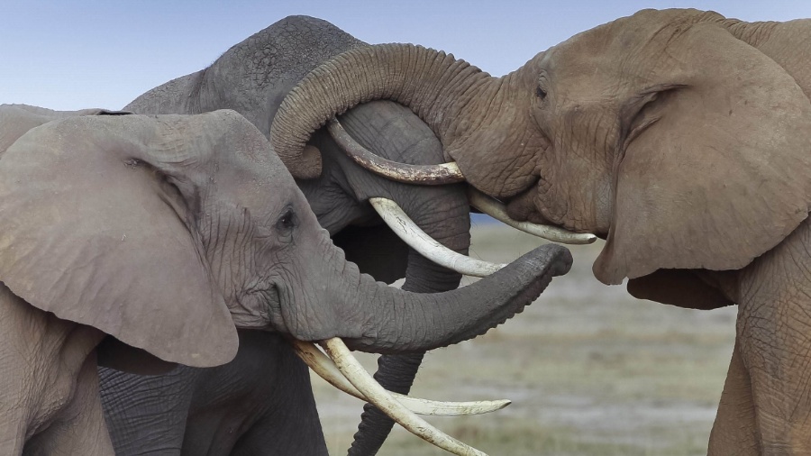 11.mar.2014 - Três elefantes esfregam suas presas no Parque Nacional Amboseli, no sul do Quênia