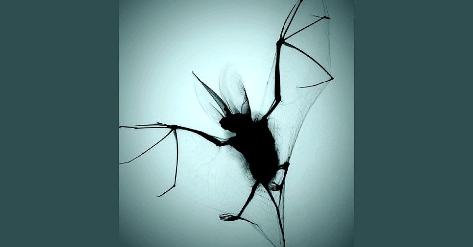 12.mar.2014 - A competição anual celebra destaques da fotografia científica e de técnicas relacionadas. Acima, um morcego de orelhas longas é visto em raio-X. O autor é Chris Thorn, do site X-Ray Art Design