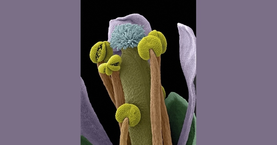 12.mar.2014 - Aqui, um close-up de uma flor 'Arabidopsis thaliana', feito por Stefan Eberhard